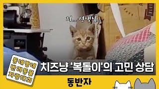 [동반자] "저...선생님..." 고양이의 심각한 고민 상담 / YTN