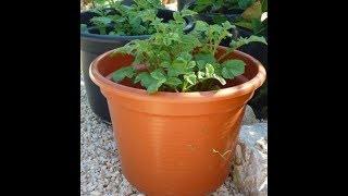 How to grow potatoes easily in a small space/Garden Style nw