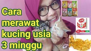 Cara merawat kucing usia 3 minggu tanpa induk