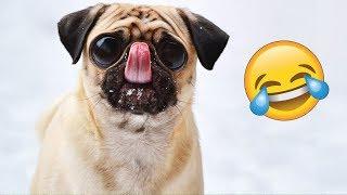Я РЖАЛ ПОЛ ЧАСА | Приколы с Животными 2019 | Смешные Коты и Собаки