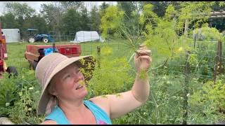 Garden Tour Mid July Ontario- Canada