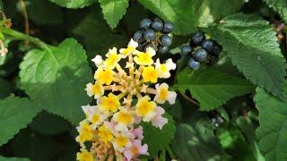 Lantana or Tickberry fruit - toxic or delicious (Lantana camara)