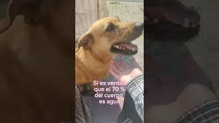 No estoy gorda, estoy inundada  #funny #funnyshorts #dog #vlog