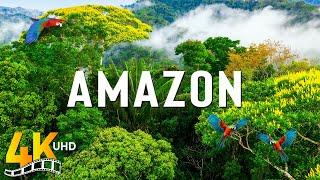 Into the Amazon (Video 4K UHD): Immersive 4K Exploration of the World's Largest Rainforest