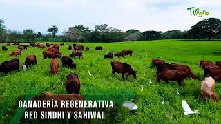 Ganadería regenerativa Red Sindhi y Sahiwal  - TvAgro por Juan Gonzalo Angel Restrepo