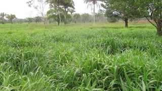 Pasto Yacare (CIAT BR02/1752)