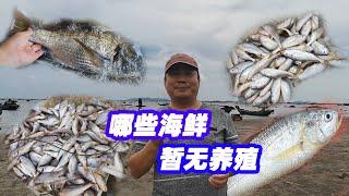 哪些海鲜暂无养殖？带您去渔村码头，了解海边人喜欢吃的海鲜