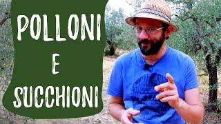 Spollonare l'olivo: POTATURA VERDE di succhioni e polloni