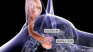 Otitis externa, una enfermedad dolorosa en caninos.