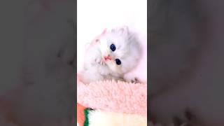 Adorable and funny kittens 