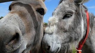 SMILEY NEWS | How these donkeys are crucial to clean water