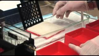 In the Lab - Western blotting