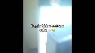 Dog in fridge eating a cake 