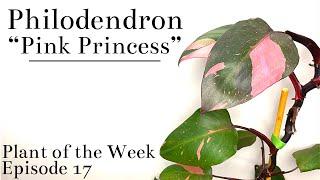 How To Care For Philodendron erubescens “Pink Princess” | Plant Of The Week Ep. 17