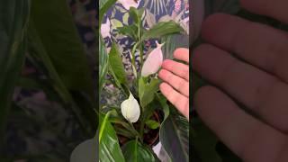 Почему не цветет спатифиллум? #комнатныецветы #спатифиллум #грунтдляспатифиллума #процветы