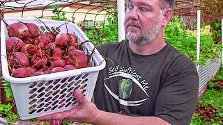 5 TOP TIPS How to Grow a TON of Beetroot