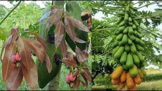 Unbelievable Women Grafting Mango Tree With Banana In Papaya Fruit