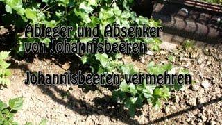 Johannisbeeren durch Absenker vermehren