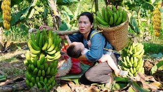 Kind Man Helps Single Mom- Harvesting Bananas- Making Soup from Green Bananas and Snails- LyPhucKieu