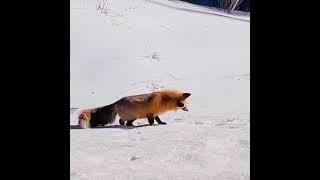 Beautiful style of hunting | Fox hunting | Lovely Life #shorts #viral #fox