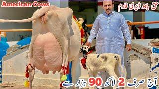 Haq Bhaoo Dairy Farm | White American cows | HF Heifers | Jani Best | 5 September 2024