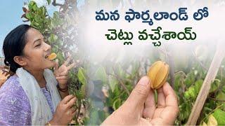 మన ఫార్మలాండ్ లో చెట్లు వచ్చేశాయ్ #farmland #vlog #subscribetomychannel #youtube