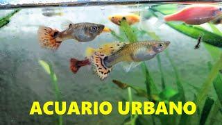 PECECILLOS, PECERAS, ACUARIOS PLANTADOS, ANIMALITOS Y MÁS  ACUARIO URBANO