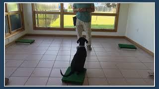 3 Pallet casting with Puppy - Directional training from the pup up