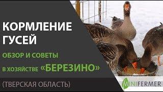 Чем кормить гусей? Рацион, суточные нормы, и другие секреты в хозяйстве Березино.