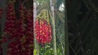 Bird eating fruits #manila #shorts