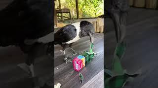 Giving a Crow a Present