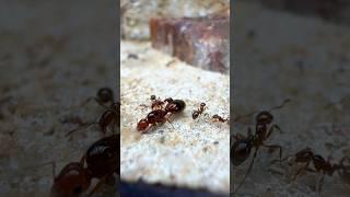 My Ants EXECUTED Their Queens!!