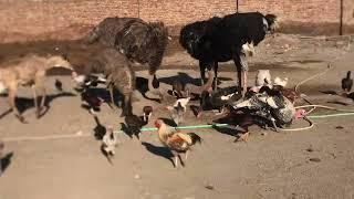 Hand feeding to ostrich