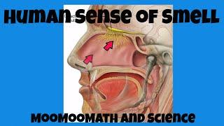 Human sense of smell