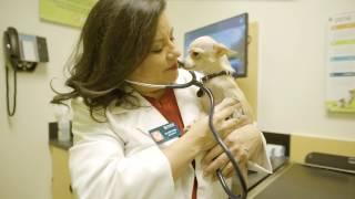 Meet Dr. Mary Guerra - Banfield Pet Hospital Careers