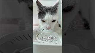 고양이 vs 강아지 물을 이렇게 다르게 마신다고?