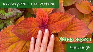 #7 Колеусы - Гиганты. Обзор сортов с названиями, 7 серия / 2024 / Garden Coleus