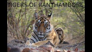 Ranthambore national park | Wild Cats of India | Jungle Safari