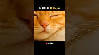 듣자마자 슬퍼지는 노래가 있으신가요? #너의고양이 #슬픈노래