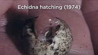 Echidna hatching (1974)