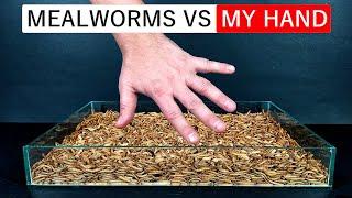 20000 Mealworms vs My Hand ⏱ - time lapse #greentimelapse #gtl #timelapse