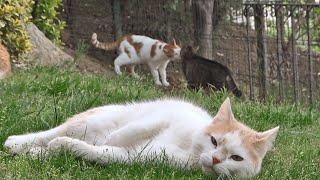 CATS "THE CHILL MASTERS" (with old TV INTRO)