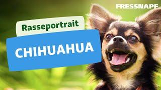 Chihuahua - die kleinste Hunderasse der Welt I Rasseportrait I FRESSNAPF