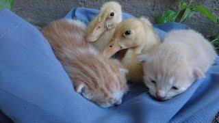 The magical kitten adopted 2 ducks. Go on an outdoor adventure together!Cute and funny animals