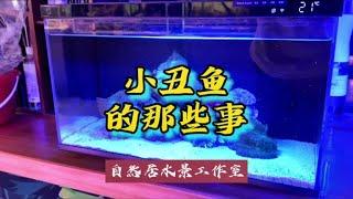 小丑鱼的那些事#玻璃缸中的大自然 #海水鱼珊瑚 #海缸日记~家庭和办公室的大自然【自然居水景记】