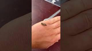 Карника Чимала Чехия выход маток #пчёлы #bee #beekeeper #пчеловодство