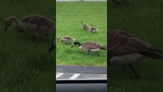 Wild Canada Geese With Goslings
