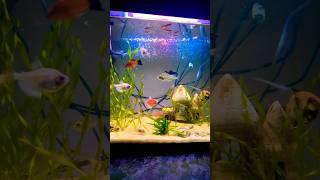 АКВАРИУМНЫЙ МИР  #рыба #music #aquarium #animals #fishtank #bettafishuae #aquascape #bettadubai