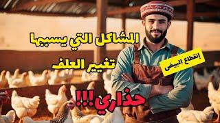 مشروع تربية الدجاج البياض هذه هي المشاكل التي يسببها تغيير العلف منها قلة انقطاع البيض