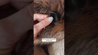 Обзор на БОБРА #вирусноевидео #вирусныйвидеоролик #вирусноевидео #обзор #бобры #бобёр #бобер #unpack